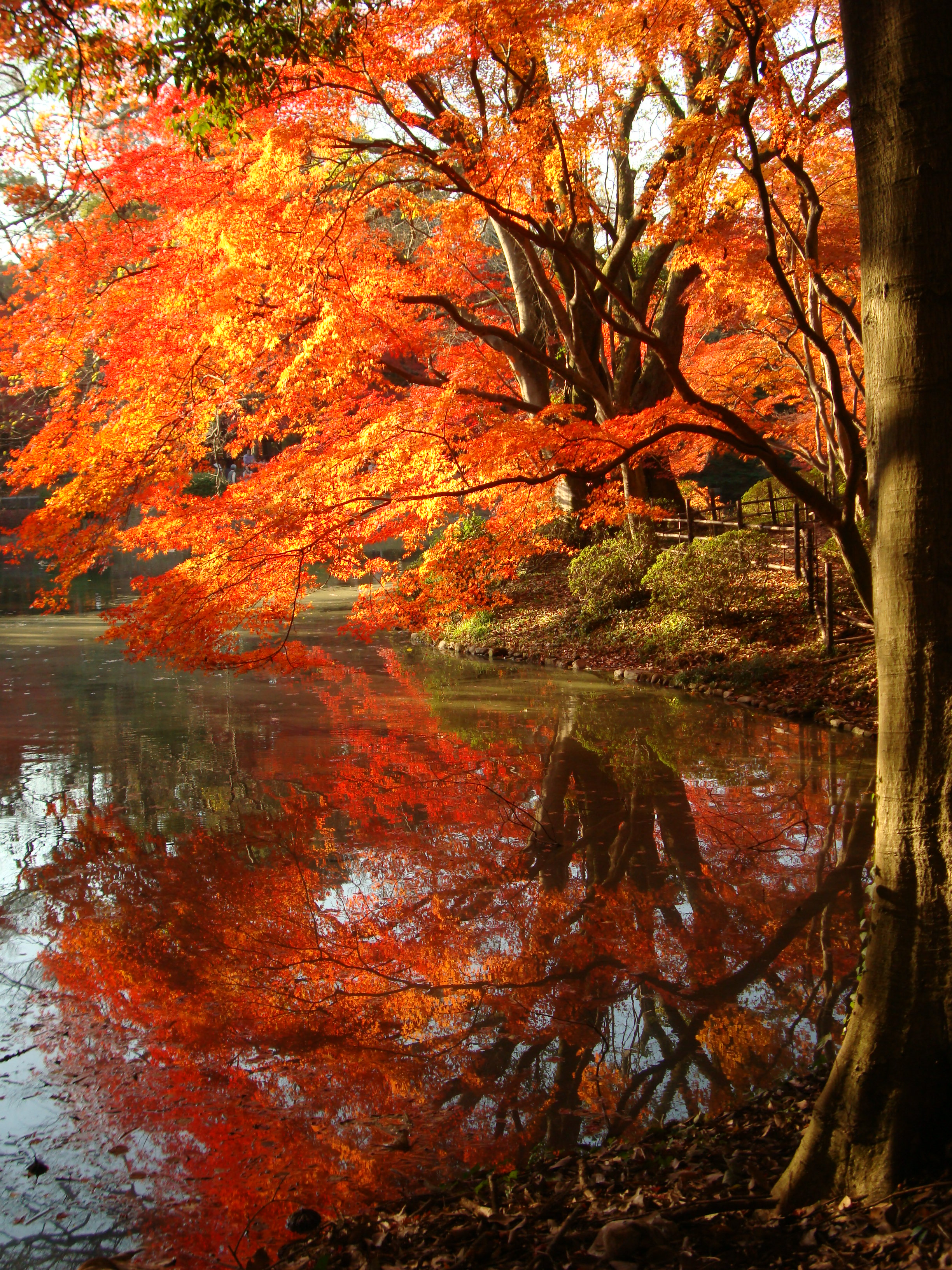 kyoto leaf